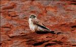 Immature Nankeen Kestrel at Uluru